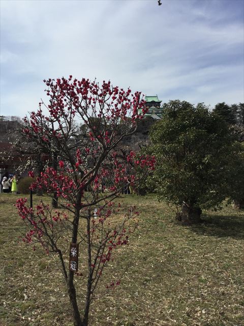 大阪城「梅林」の梅（栄冠）