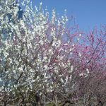 大阪城公園「桃園」の桃の様子