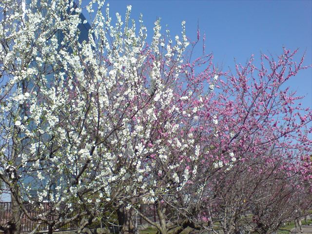 大阪城公園「桃園」の桃の様子