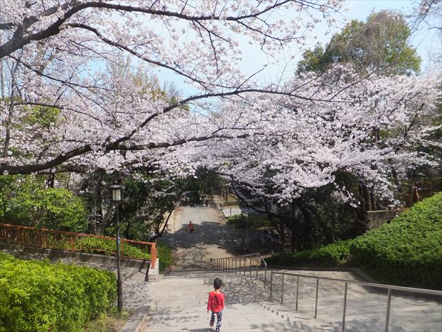 大阪城野外音楽堂前の階段に咲く桜、階段上から撮影
