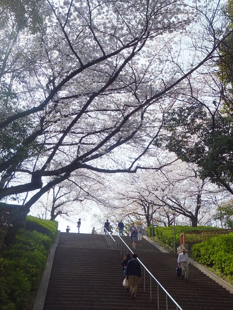 大阪城野外音楽堂前の階段に咲く桜