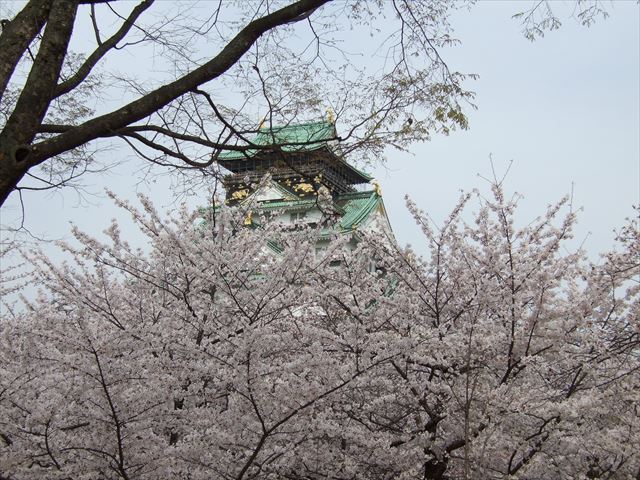 大阪城天守閣と満開の桜