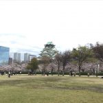 西の丸庭園の桜と大阪城天守閣